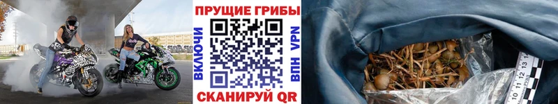 где найти   Избербаш  Галлюциногенные грибы Psilocybine cubensis 